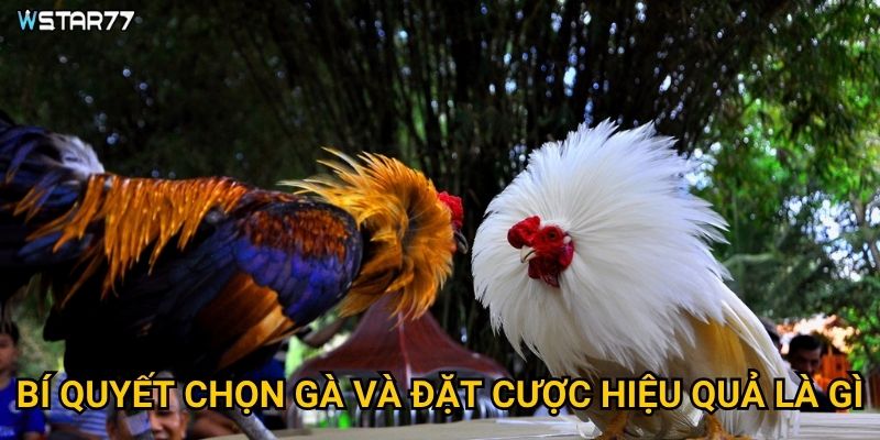 Đá Gà Bất Bại tại Wstar77 có những chiến lược thắng nào? 3 Bí quyết chọn gà và đặt cược hiệu quả là gì?
